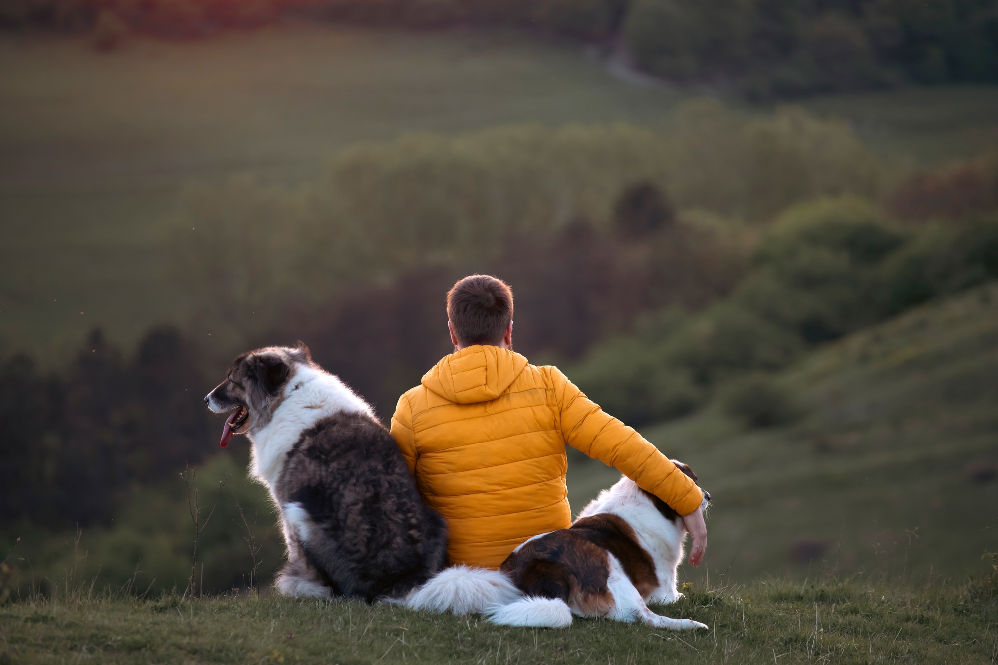 Happy dog and man playing outdoor